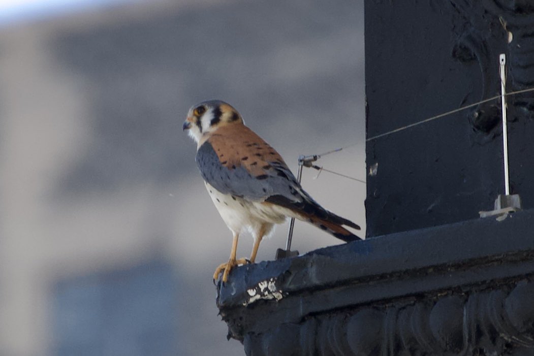 Couldn’t make it out today but my neighbor Nick (American Kestrel) stopped by so that’s OK. Looking over Broadway and 102nd St. #CouchBirding #birding #birdwatching #birdtwitter #birdcpp #uwskestrels #bigcitybird