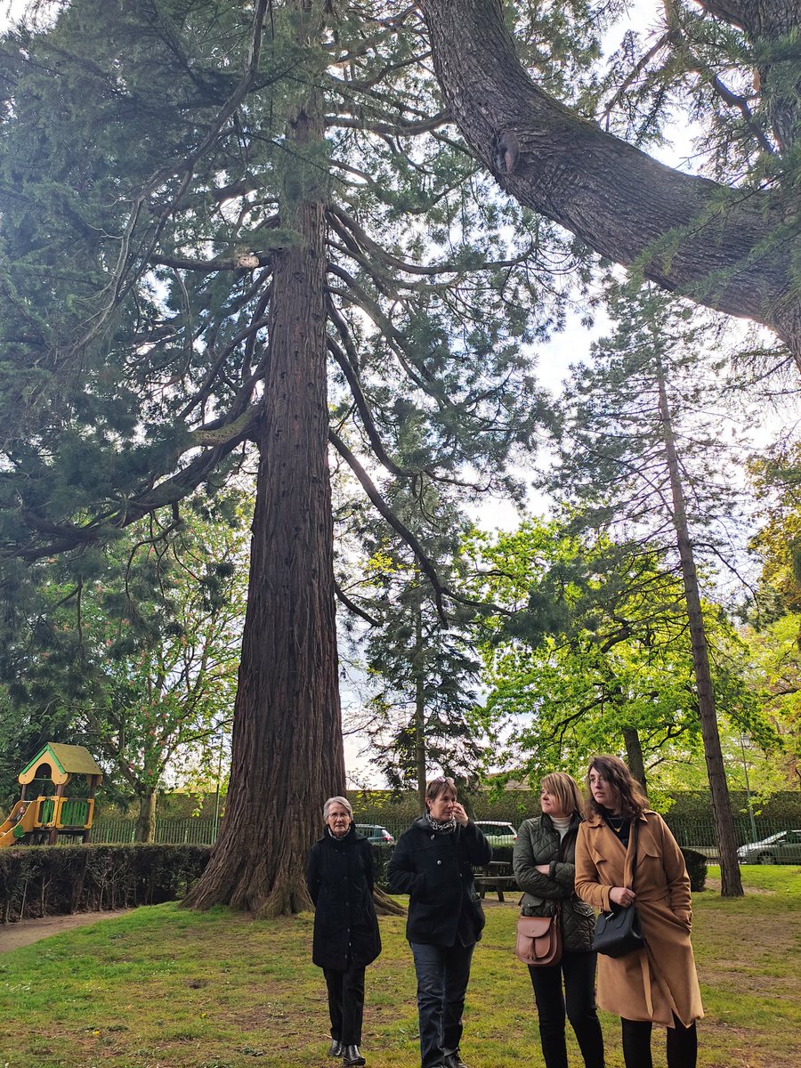 Hêtre pleureur et Séquoia géant du Jardin botanique de Bayeux 🌳