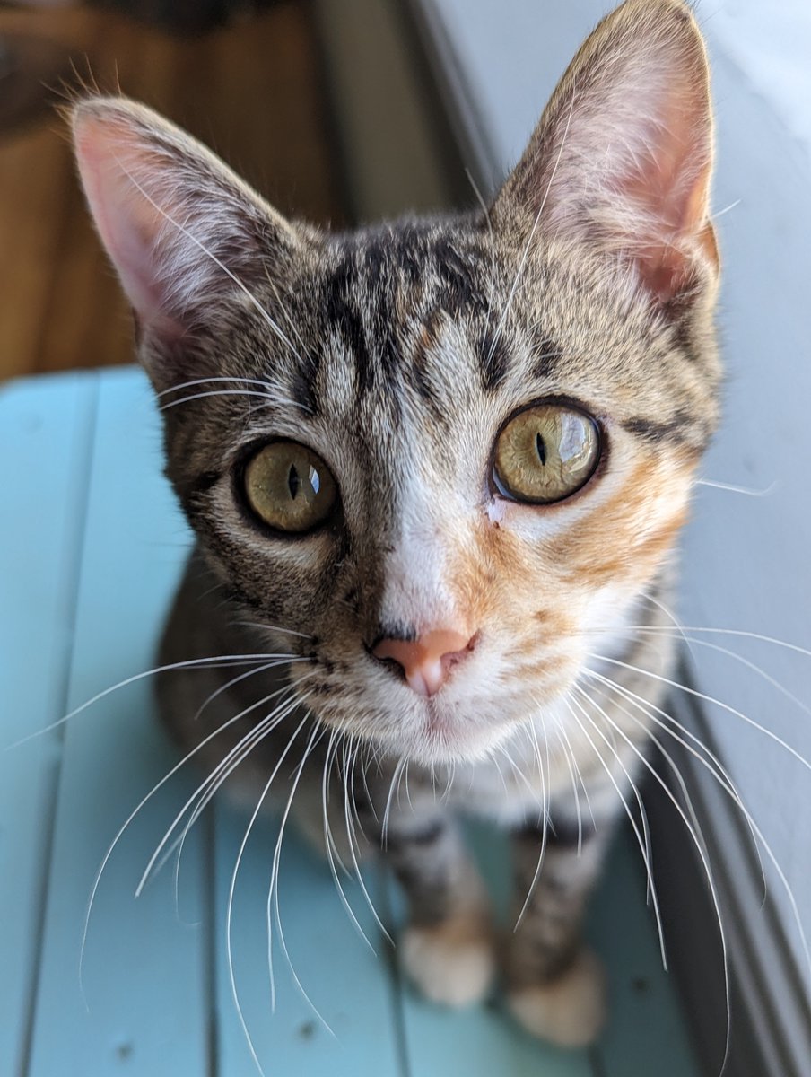 Hiya what’s your name? I’m Emilia the always energized and curious kitten here at El Gato! Want to get to know me and the other gatos? Book Meow: elgatocoffeehouse.com/bookmeow #elgatocoffeehouse #rescuecat #adoptdontshop #catcafe #houstoncatcafe #houstontx #cattherapy