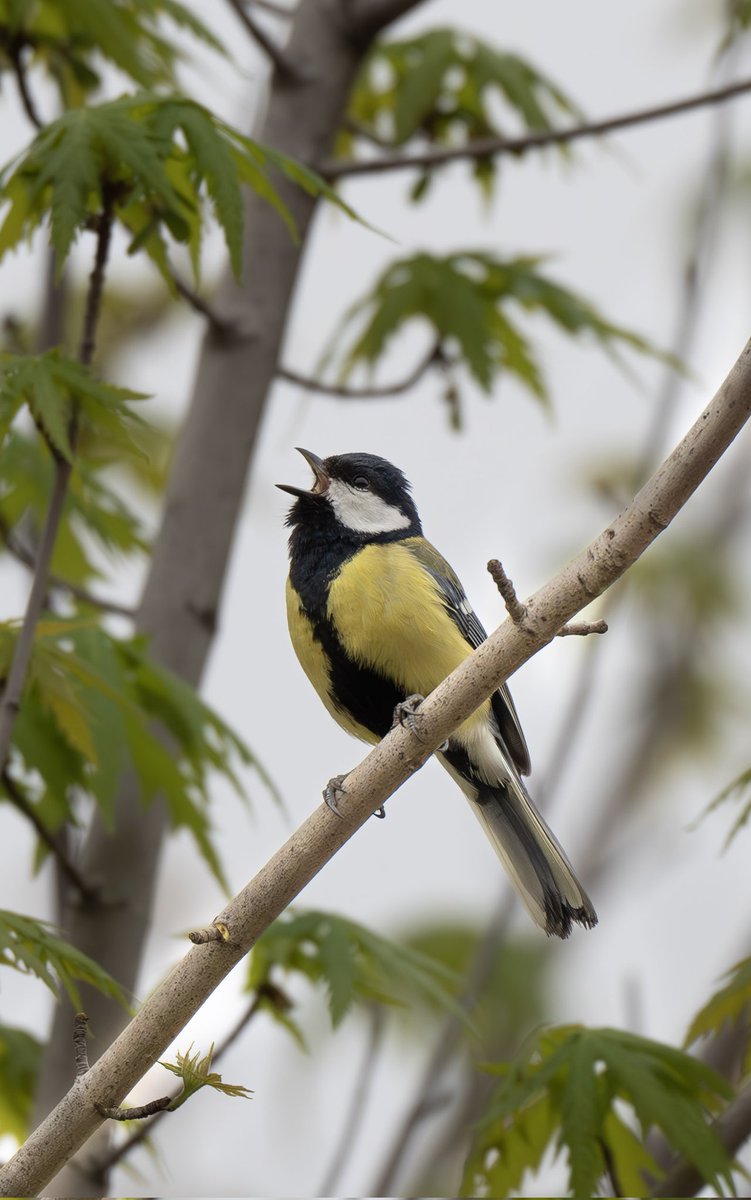 #greattit