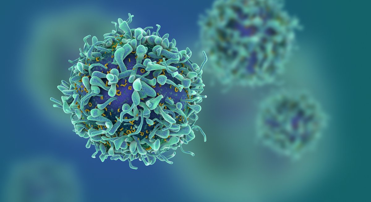 A Newly Discovered Tumor Mechanism Could Improve Immunotherapies Researchers have discovered how tumor cells stop a T-cell-mediated immune response; a finding that could make immunotherapies more effective. Learn more: ow.ly/qFEl50Roaji