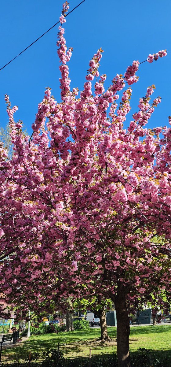 Cherry Blossoms 🌸 #spring #nature #photos #photography #nycparks #CherryBlossoms #flowers #SignsofSpringNYC