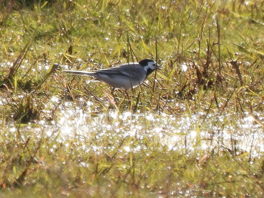 Yellow Wagtail with White Wagtail x8 this evening Cowpen Marsh by Holme Fleet. @teesbirds1