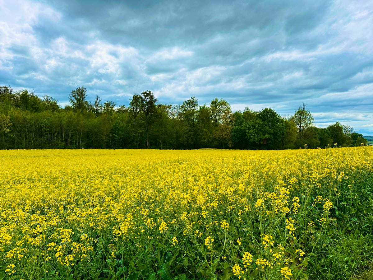 Als Friedensverfechter und Teil der Menschheitsfamilie lehne ich Krieg und Menschenhass ab. Weder Waffenlieferungen noch unfähige Diplomatie dürfen Kriege rechtfertigen. Selbstverteidigung darf keine unmenschlichen Verbrechen rechtfertigen. Humanitäre Empathie muss Priorität