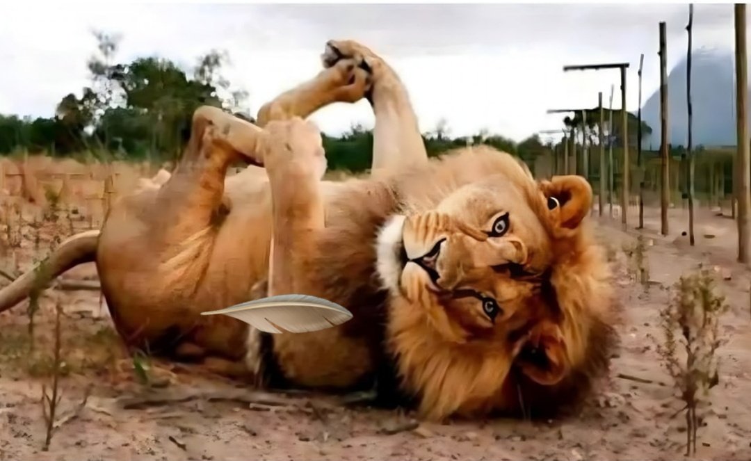 When you are Lion but she calls you Baby....