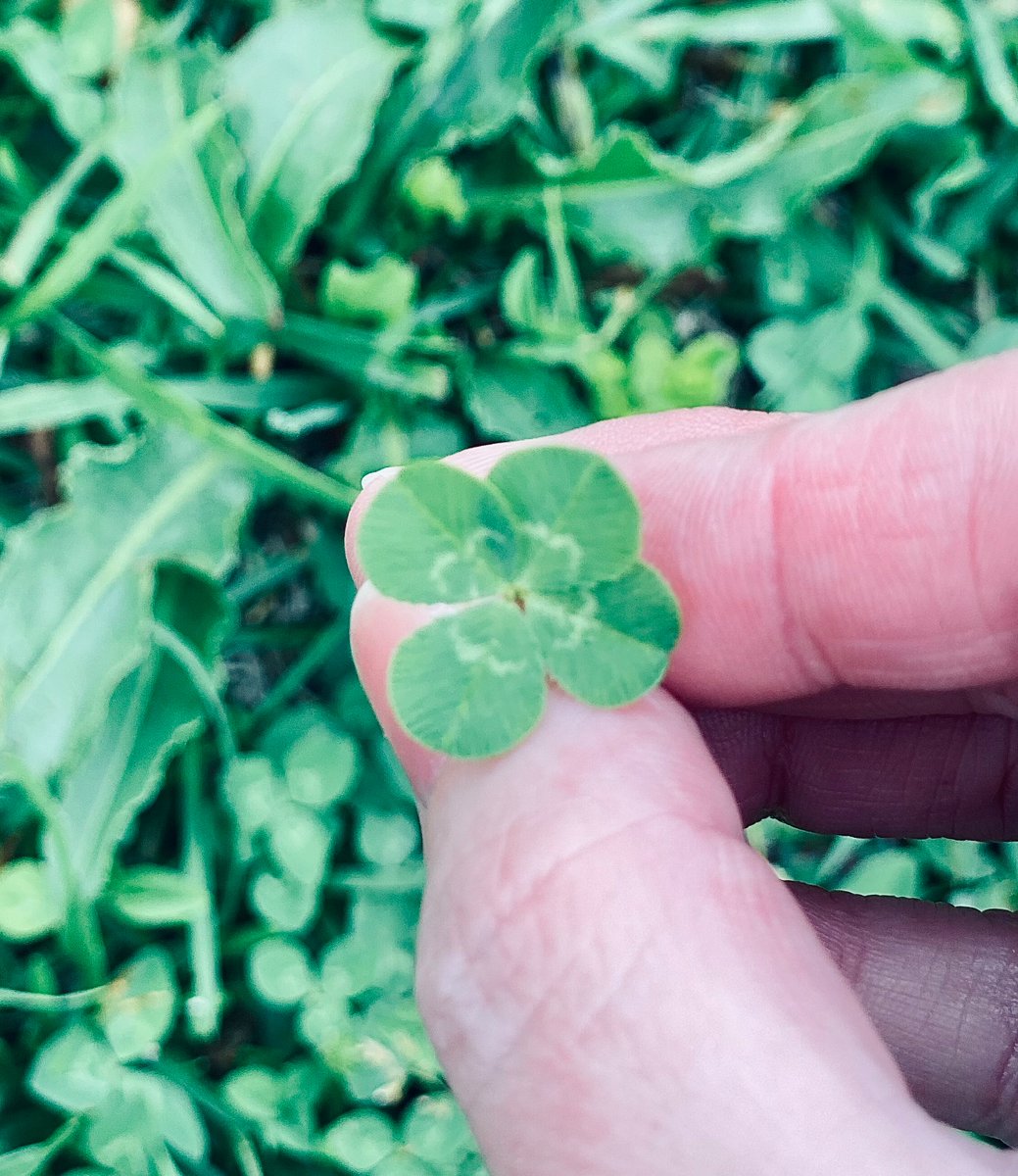 Do you see it? 🍀

#hiking #outdoors #fourleafclover #lucky