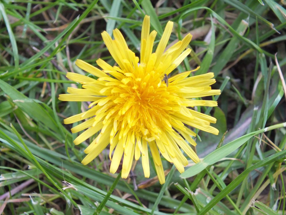 #DandelionChallenge @wildflower_hour @BSBIbotany @DandelionAppre1 Dandelion from the garden. Think from the mottled mid vein this might be section Hamata? #stroud