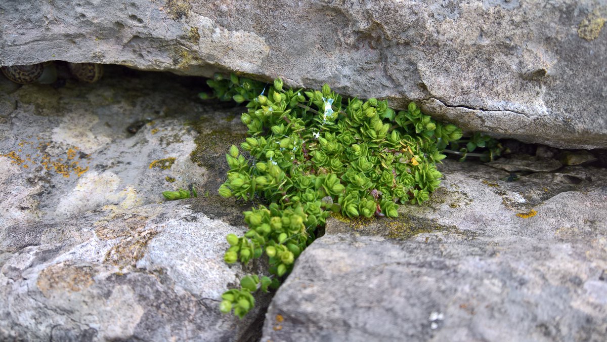 Arenaria serpillifolia ssp lloydii in a rock cleft on the Gower coast #wildflowerhour