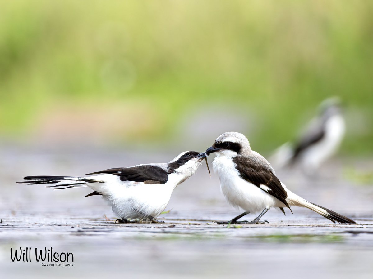 A Grey-backed Fiscal offering food to a potential mate… 📍@nyandungupark in #Kigali #Rwanda #RwOX #Birds