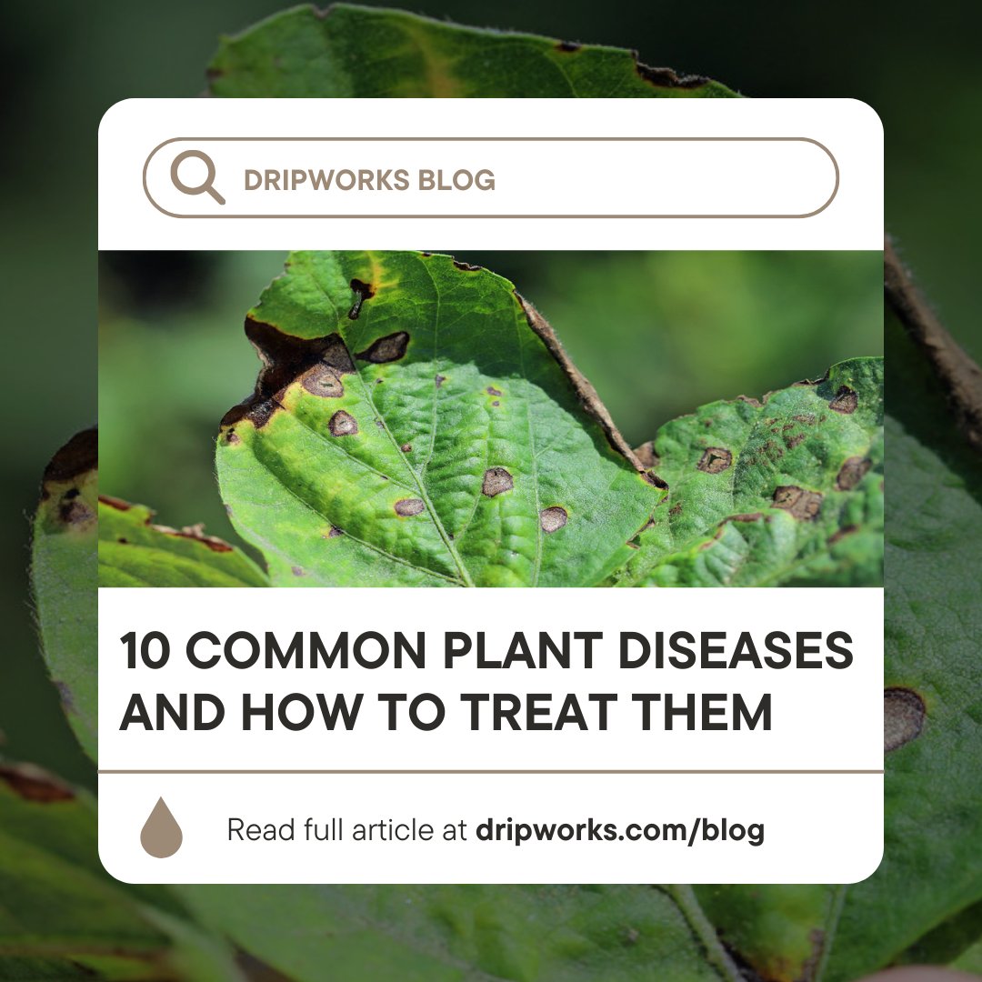 Protect your garden from common plant diseases with our expert guide! 🌱🛡️ 
#PlantDiseases #GardenCare #GardeningTips #Dripworks 

Read more: dripworks.com/blog/10-common…
