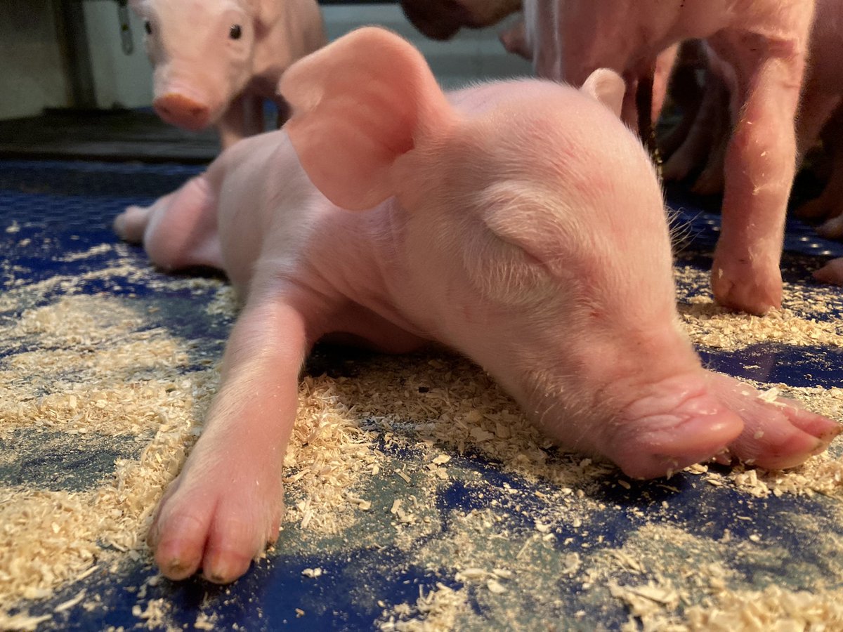 Truste… Vanuit de warme kraamkamers 🥰❤️🐷 #avondronde #zorg #varkens