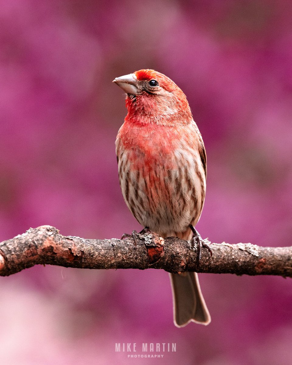For just a short time year I can get a shot like this. A house finch in a sea of pink petals.  The rain last night took most of these flowers down. 🌸🐦 #canonfavpic #CanonR5 #RedHouseFinch #birds #nature #birdphotography #birding #springcolors