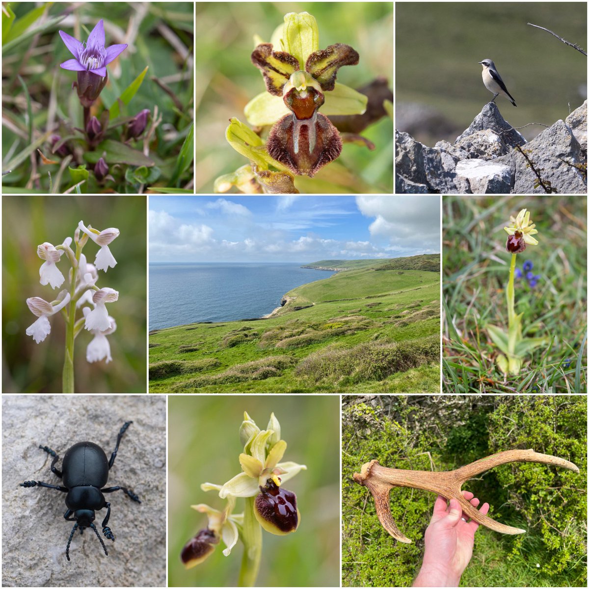 27/4/24 Dorset - I led my first home tour for @Mariposa_Nature this weekend. We made many great finds including reptiles and deer antlers as well as several fantastic plants, from peloric Spider #Orchids (Ophrys sphegodes) to Early #Gentians (Gentianella anglica) #wildflowerhour