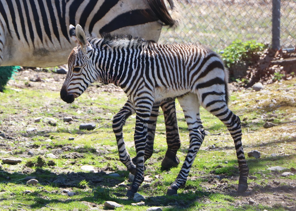 A few more pics of our frisky baby zebra! 😍