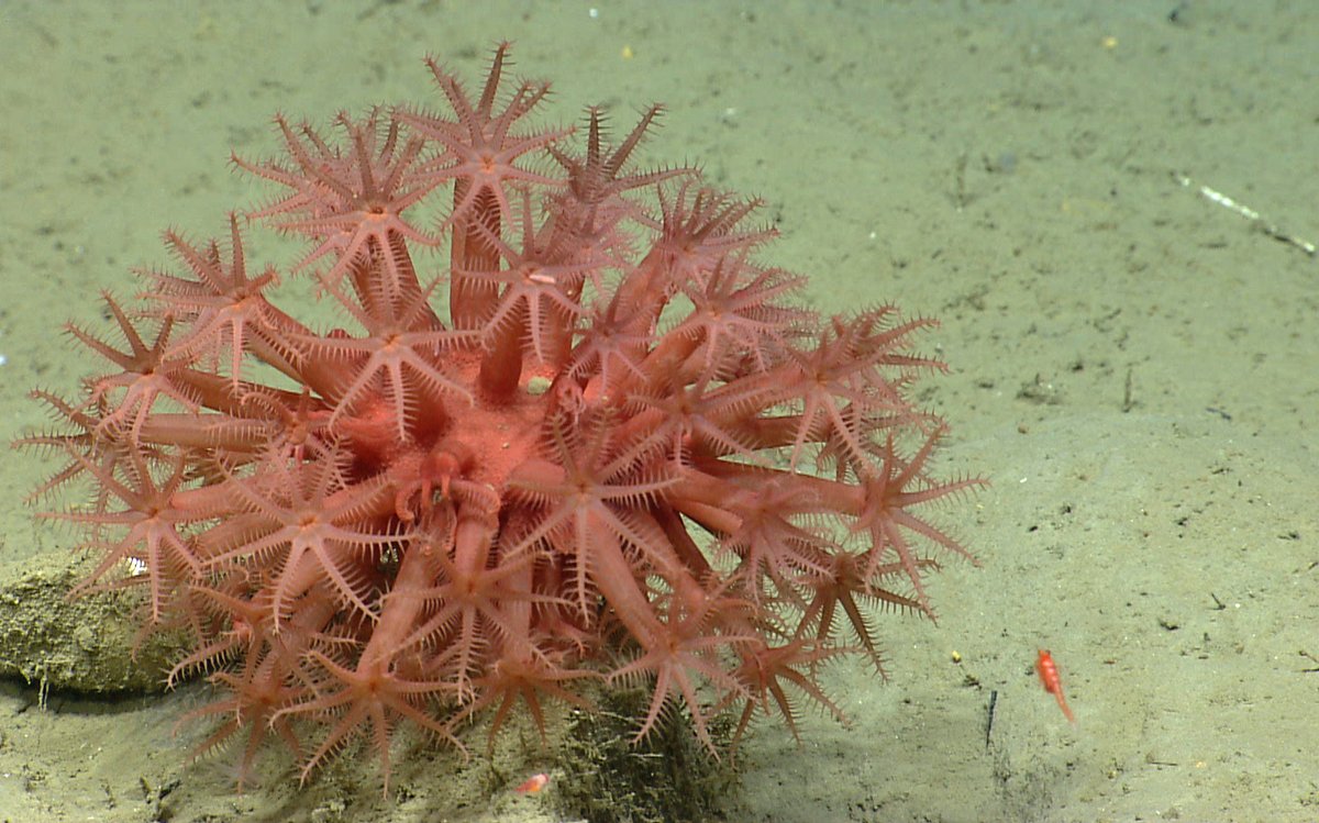 🌊 Calling all Early Career Ocean Professionals #ECOPs! Take part in the new survey by DOSI to shape the future of ocean science and policy. Your input will help identify goals, needs, and challenges faced by ECOPs globally. Respond👉tinyurl.com/26juea7a
📷 @oceanexplorer