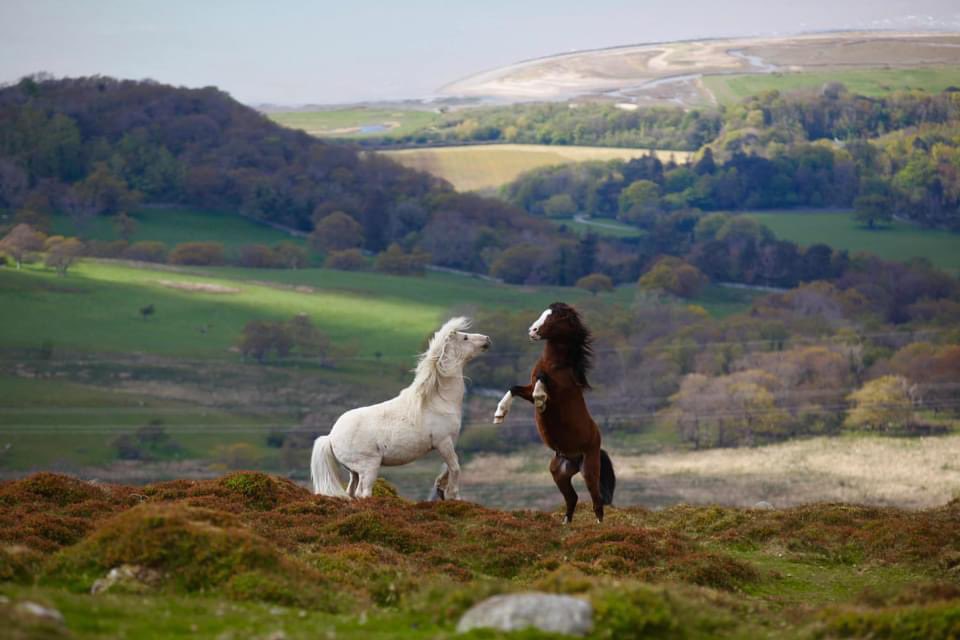 Two stallions play fighting earlier today 
Photo Credit Melanie Short