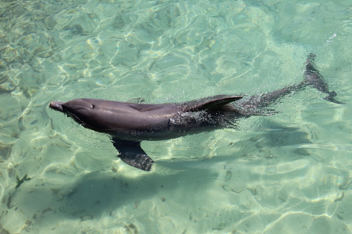 🐬💦☀️Jamás perderemos la oportunidad de vivir experiencias inolvidables ¡Ven y reserva tu nado con Delfines !✨🌴 

#UniqueExperience #DolphinInteraction #DolphinDiscovery