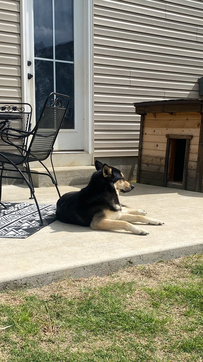 Sundays are for basking in the sun with laziest dog. #SundayFunday  #lazyafternoon  #SundayVibes