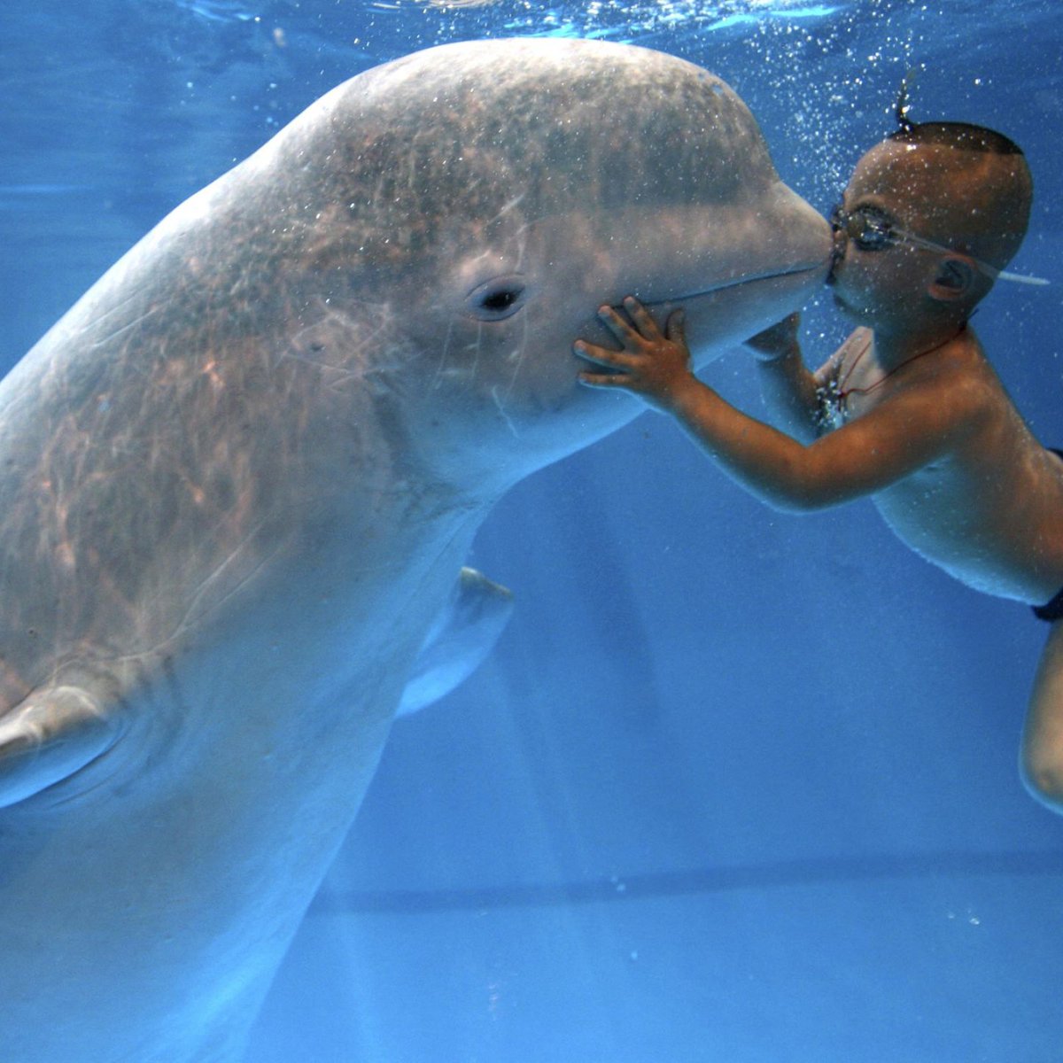 Sentience is everywhere in the animal kingdom. For example, Beluga Whales. - Mimicking Human Speech: There have been documented instances where beluga whales in captivity have imitated human speech sounds, suggesting a capacity for sophisticated auditory learning and a desire