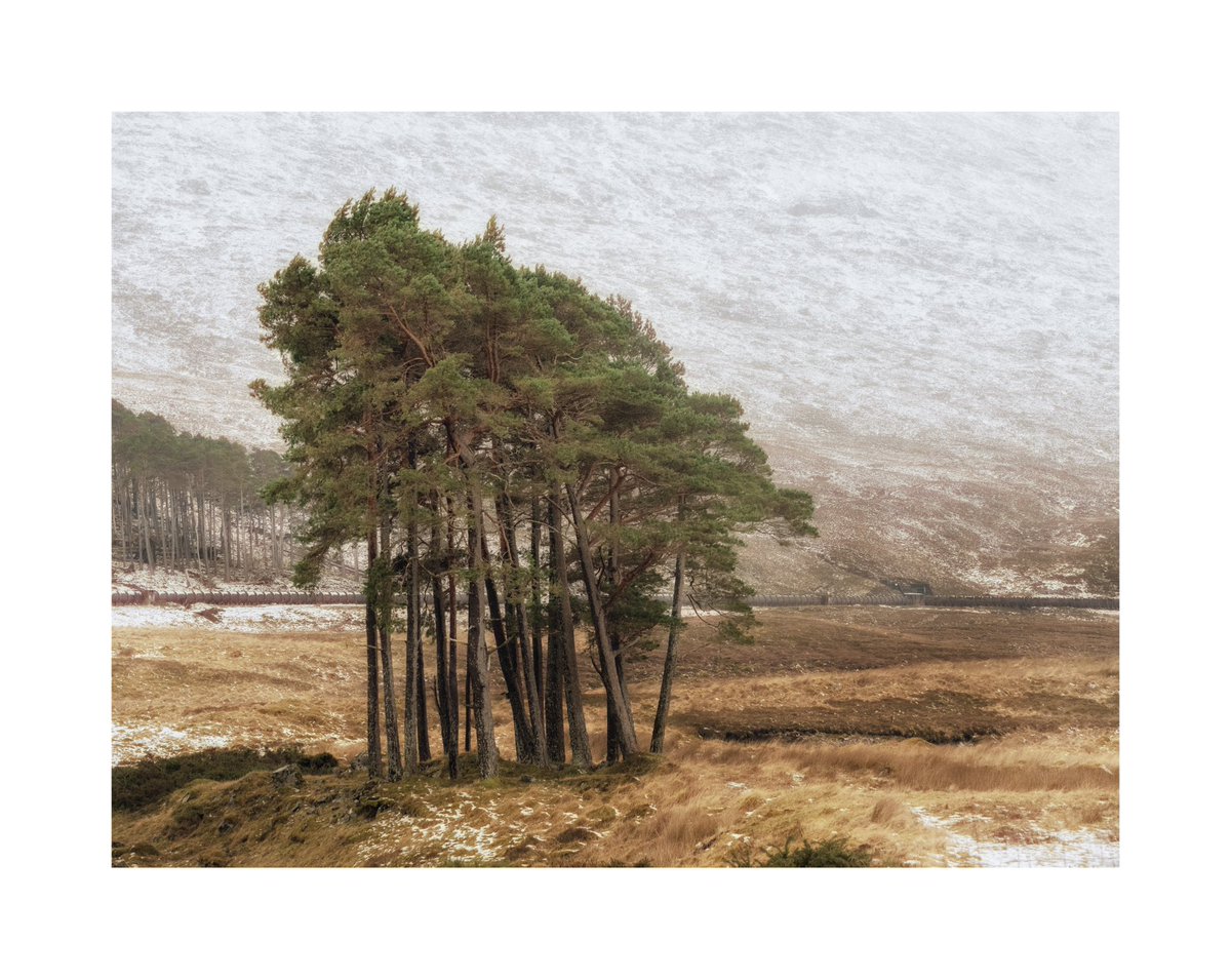 The highland huddle. Taken at 30mph on our way to the coast, but if you come on the workshop, we will stop the van 😁 Join me this October for the biggest photography adventure I have ever done. All info here maliphotography.co.uk/photography-wo… #scotland #trees #mountains #workshop