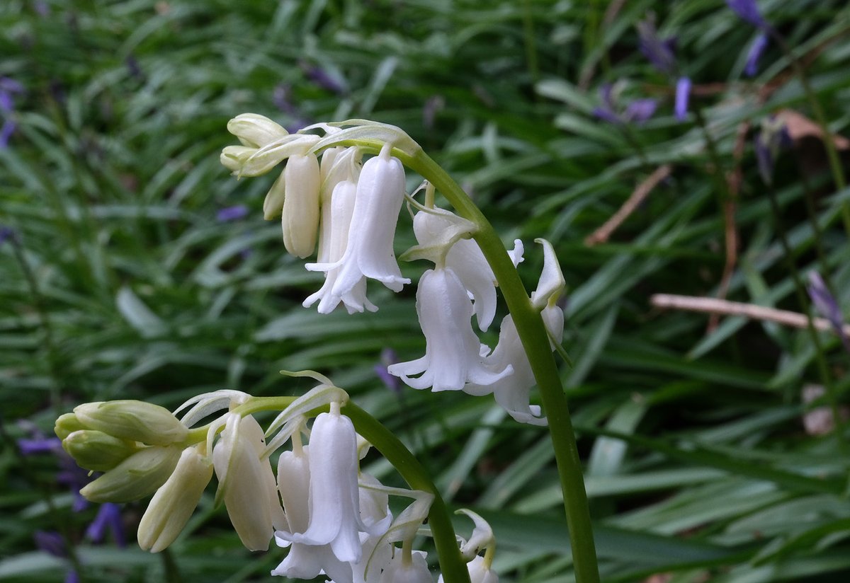 The only white bluebells in the woods #wildflowerhour