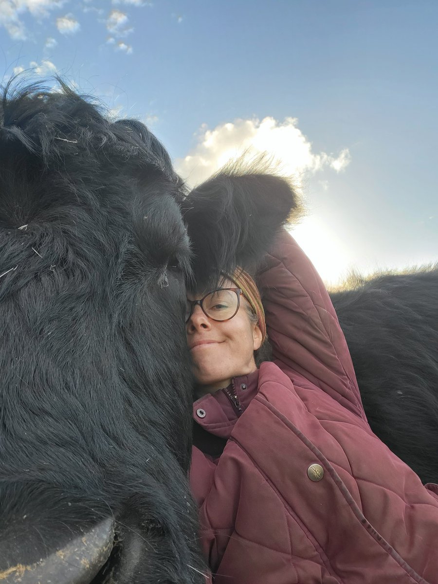 Sunny evening cuddles with my bestest buddy Mini Moo...the ultimate way to unwind after a busy week. We almost fell asleep until America, Alice Sprout and Barney came over to join in! #BestCow #BestFriends #WelshBlack #WelshBlackCattle #WelshBlacks #Cows #Hug #TheBugFarm