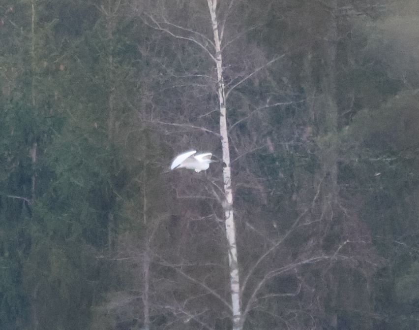 #Jalohaikara (Egretta alba/Ardea alba) lähijärvellä. Jalohaikara oli niin kaukana, etten saanut otettua siitä parempaa kuvaa. Poistui  länteen. 28.4.24. Photo by me. #Lappeenranta. #Finland #Greategret #BirdsSeenIn2024 #Birds #birdwatching