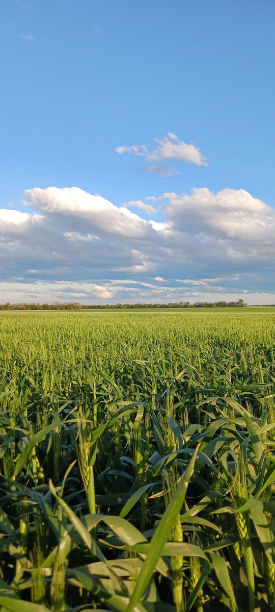 That much hyped rain finally came to fruition last night. #kswheat