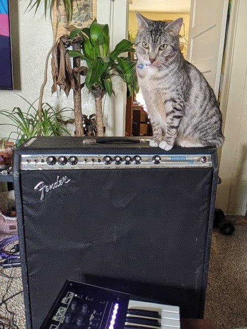 barisaxrussell's tweet photo. Got the Bassman Ten back home and Willow jumped on top pretty quickly. #CatsOnAmps I am going to replace someone's crappy grill cloth job, but am not sure if i should go with the original style or something a bit more interesting. https://t.co/2JdFoad2aJ