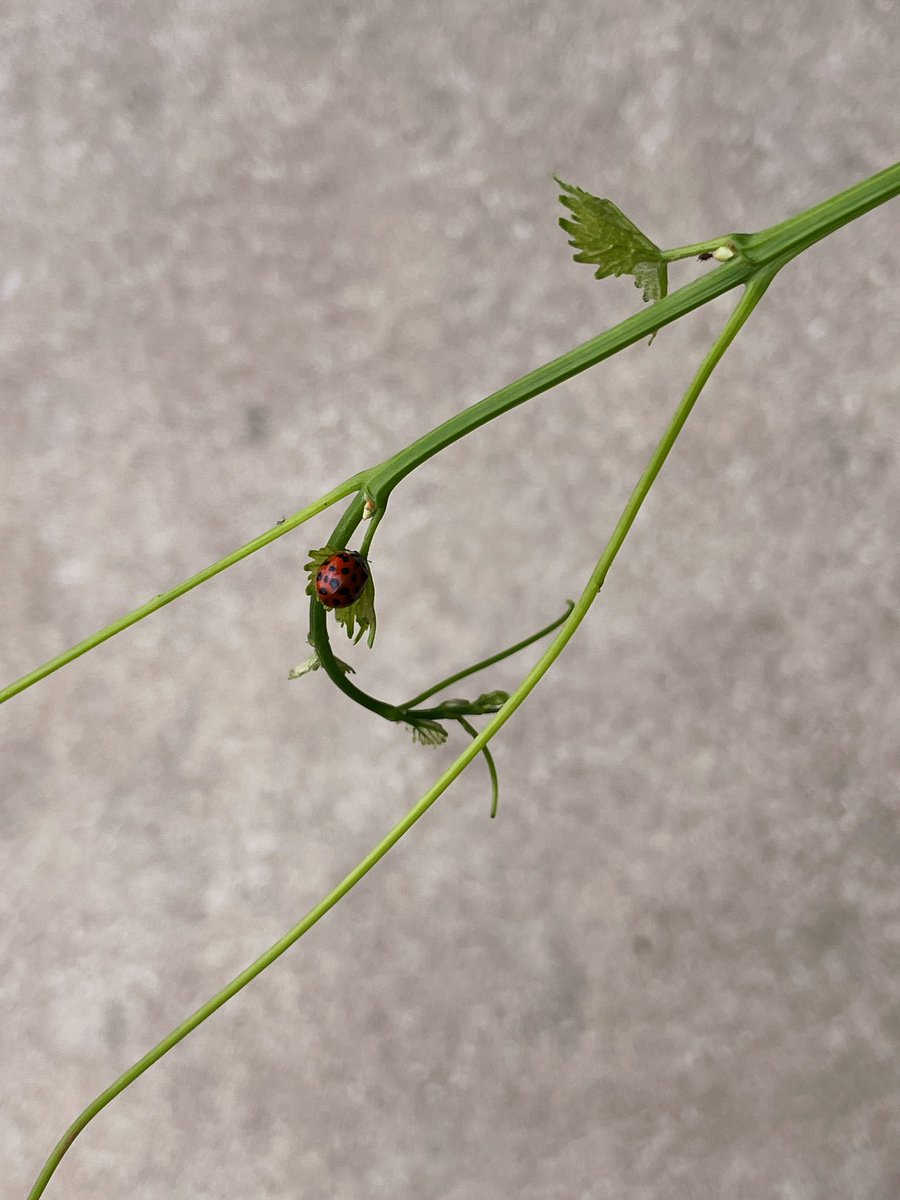 victrver's tweet photo. made some friends along the way 🪲🐞 https://t.co/nxSRojYXZr