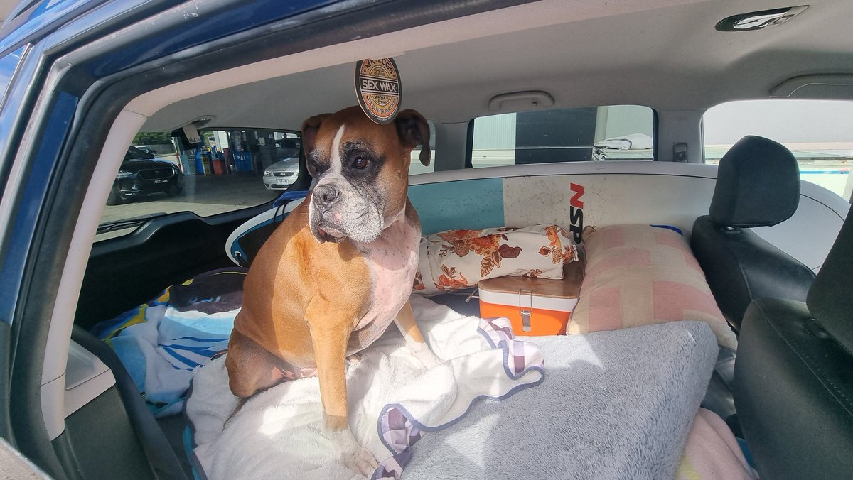 Best road trip buddy.