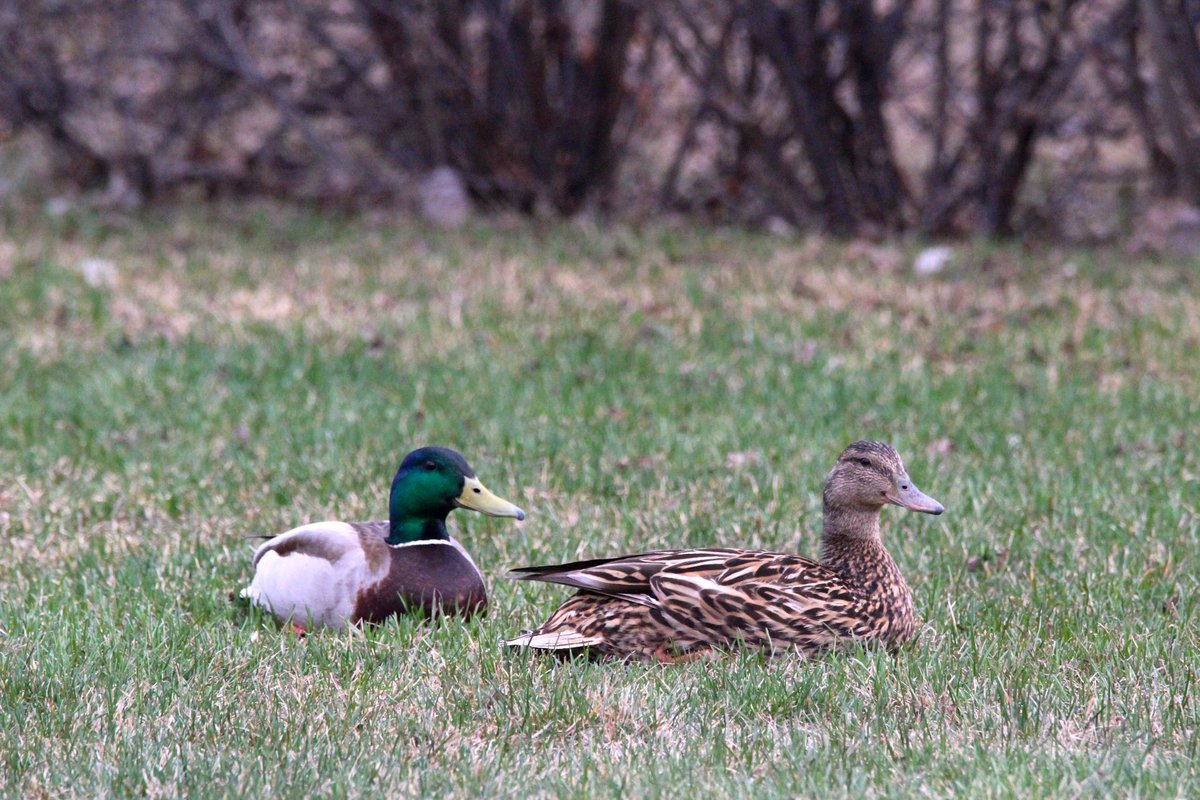 Had a pair of visitors to my yard this evening. First time seeing Mallards in my yard. It looked like they were settling in for the night but flew away after spending about 30 mins relaxing. 🦆 #YYC #Calgary #Birds #Ducks #Waterfowl #UrbanWildlife #Wildlife #CaptureCalgary