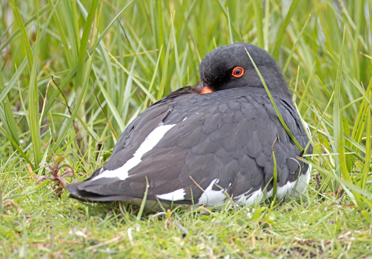 Oystercatcher keeping an eye on me while it “sleeps”. Today at @ElmleyNNR