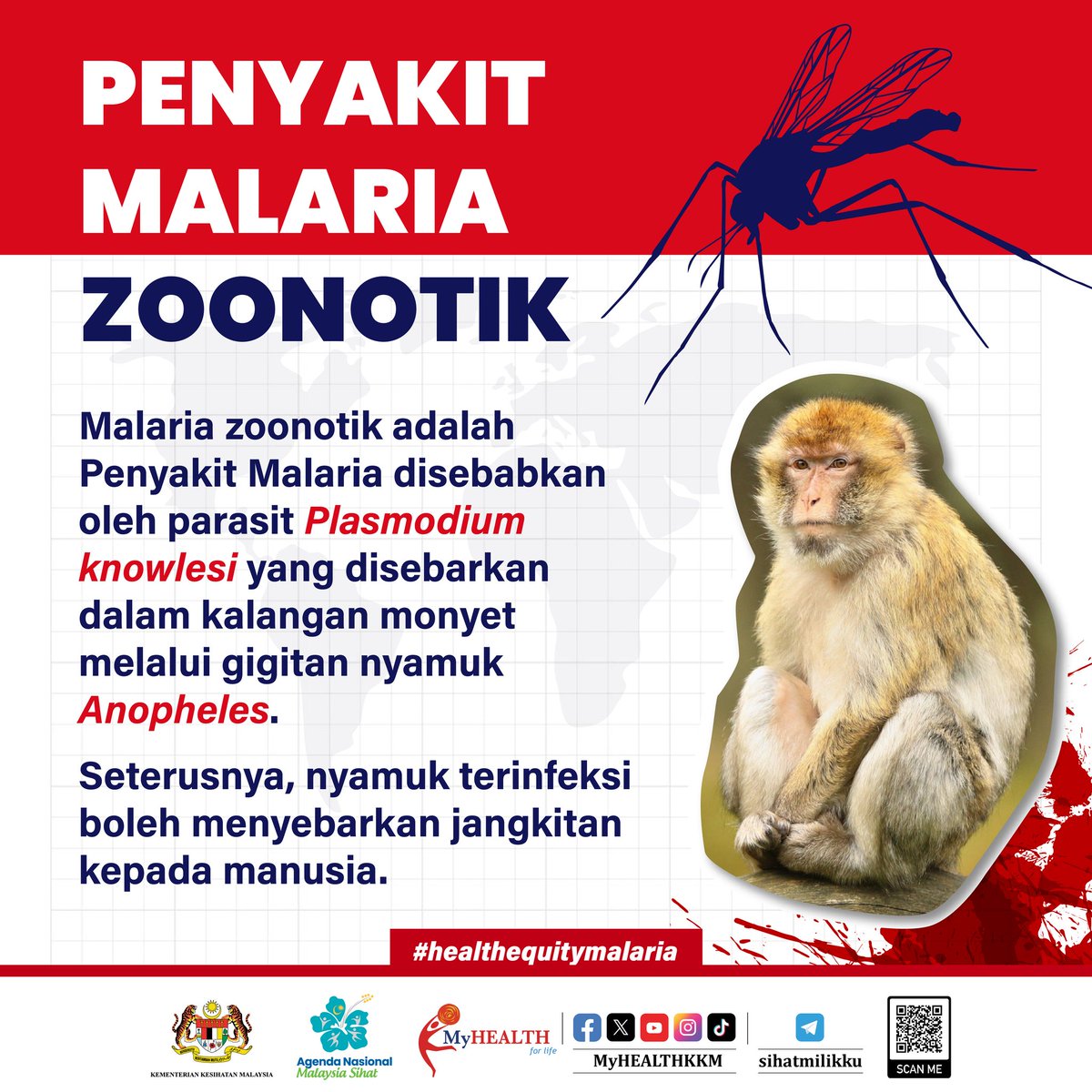 Penyakit Malaria zoonotik adalah penyakit Malaria disebabkan oleh parasit Plasmodium knowlesi yang disebarkan dalam kalangan monyet melalui gigitan nyamuk Anopheles.

Nyamuk terinfeksi boleh menyebarkan jangkitan kepada manusia.

#ANMS #healthequitymalaria #sihatmilikku