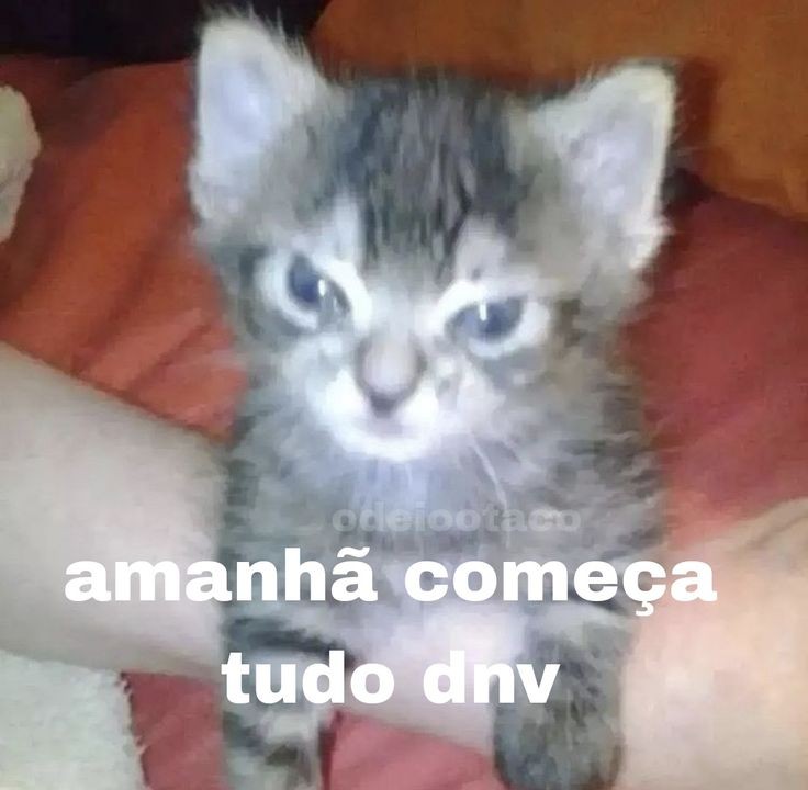 perfil dedicado a gatinhos e peitos (@odeiootaco) on Twitter photo 2024-04-29 01:08:10