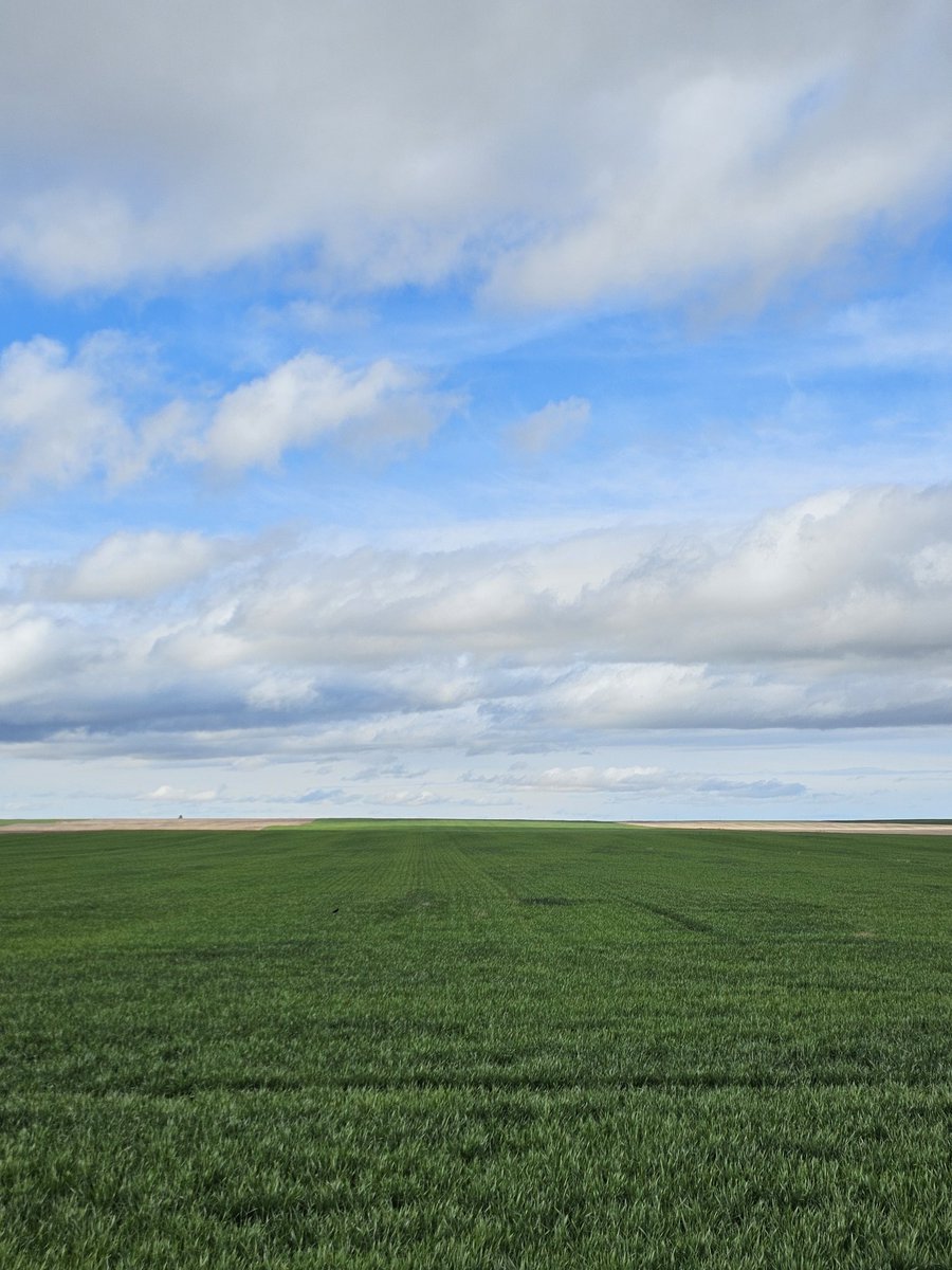 Always fun to look at a pretty field of #wheat after a nice rain!
