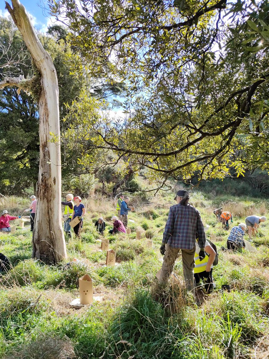 MangaroaFarms's tweet photo. Beautiful afternoon yesterday with our #volunteers planting over 200+ trees alongside our local crew from #ForestandBird - #UpperHutt 🙌🏽💚🌳 To join our #predatorfree network, + local movements & pest control updates, sign up here: https://t.co/qSsGqywZZV
@BiomeTrust #biometrust https://t.co/10Dq9EizR3