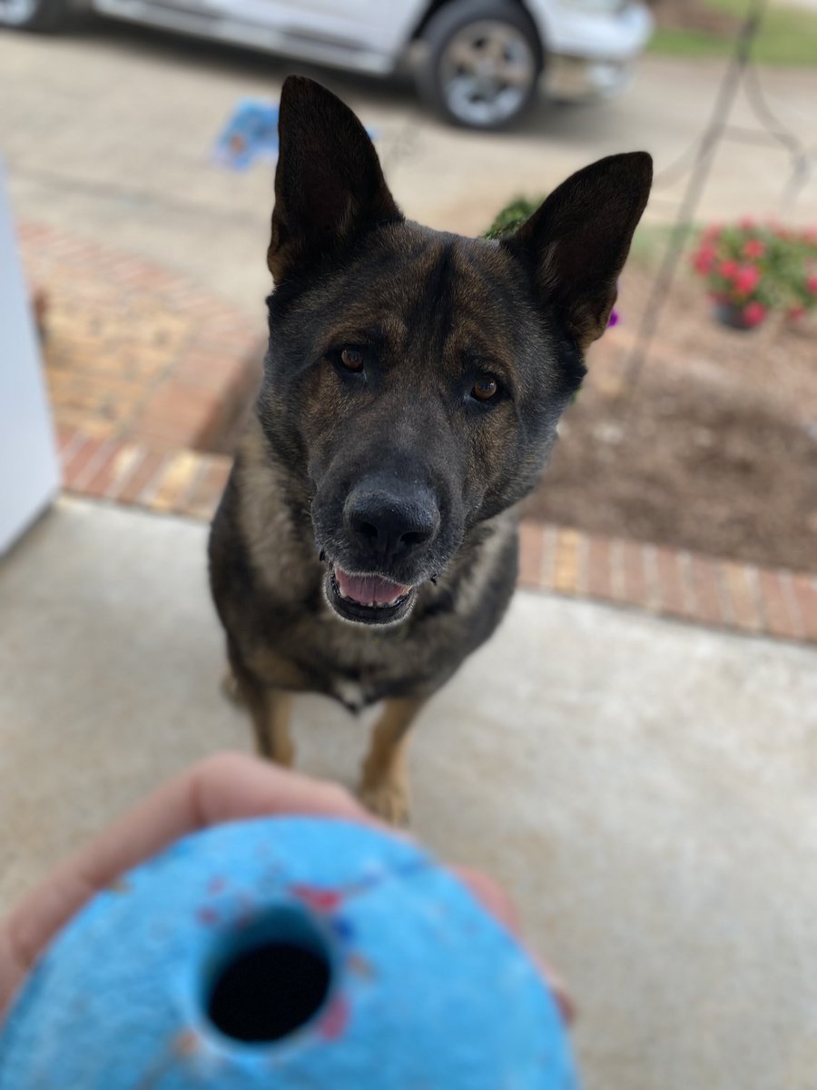 My lazer-focused, 130 lb. Grandpuppy, Dax #gsd #GermanShepherd #GSDog #Dog #DogsofX #keepyoureyeontheball #focused #Focus #staredown #lazerfocused #keepyoureyesfixedontheprize 🐕🐾💙 #gooddog #goodboy