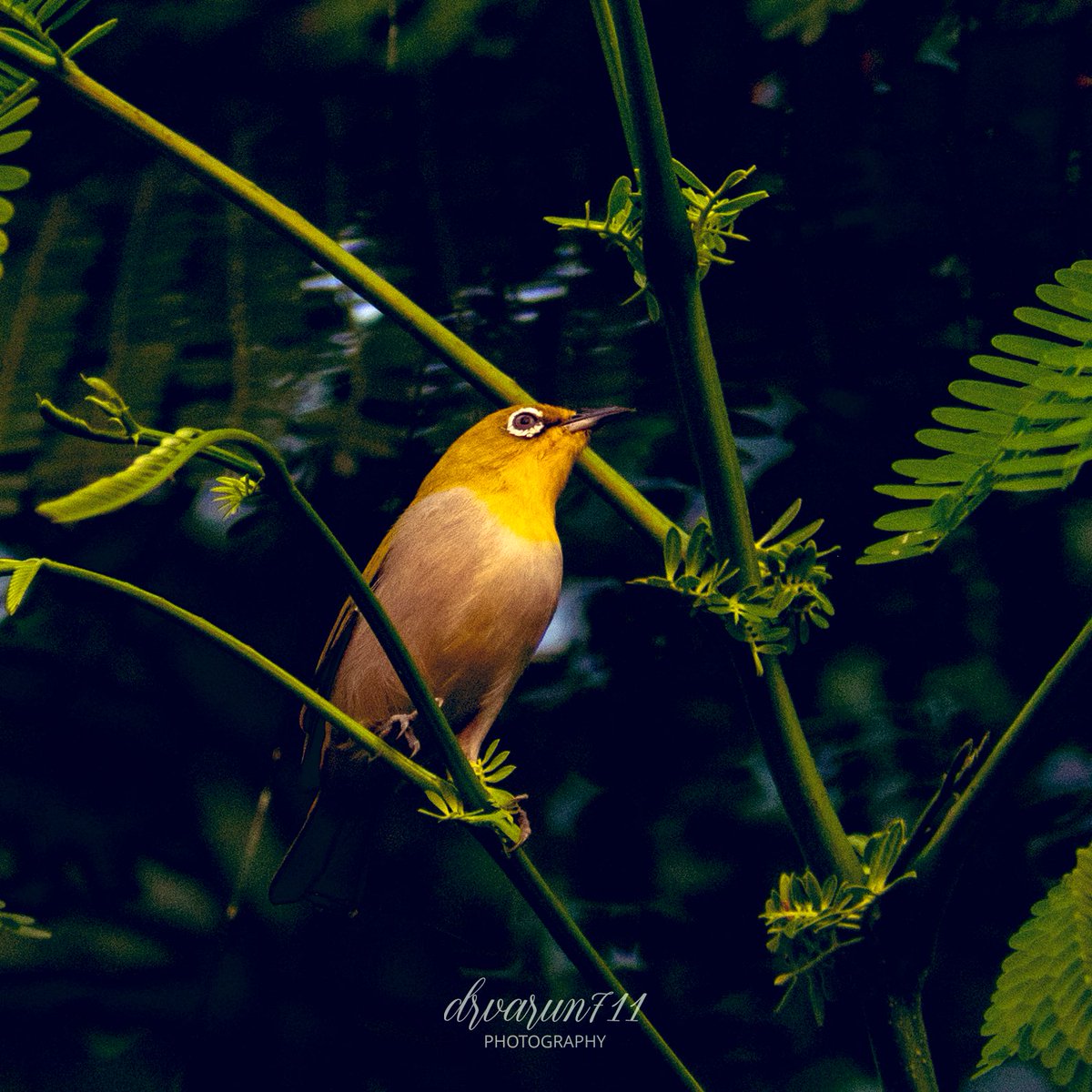 Indian white eye from Ganga ghat, Patna #IndiAves #birdwatching @NatGeoIndia #birding #BirDereceHak #Nikon #TwitterNatureCommunity #birdsphotography #BirdsOfTwitter #BirdTwitter @NatGeoPhotos #NaturePhotograhpy #ThePhotoHour @DEFCCOfficial @BNHSIndia