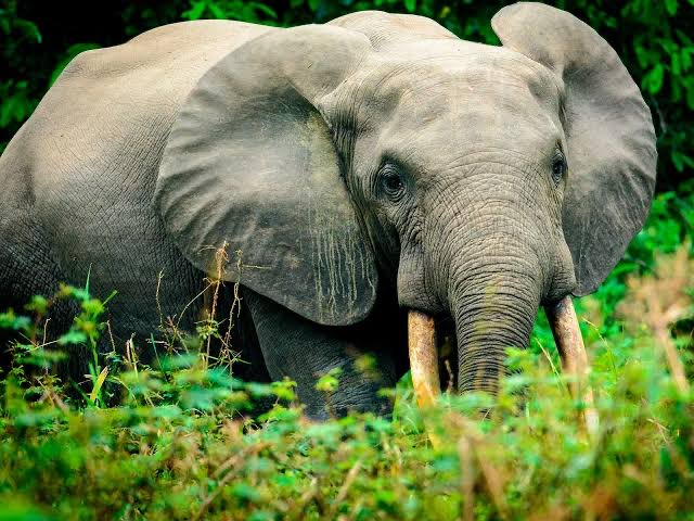 The majestic African Forest Elephant.  One of the world’s largest land animals. #SmithsonianMag #AfricanForestElephants #AfricanElephants #Animals 
#animalkingdom