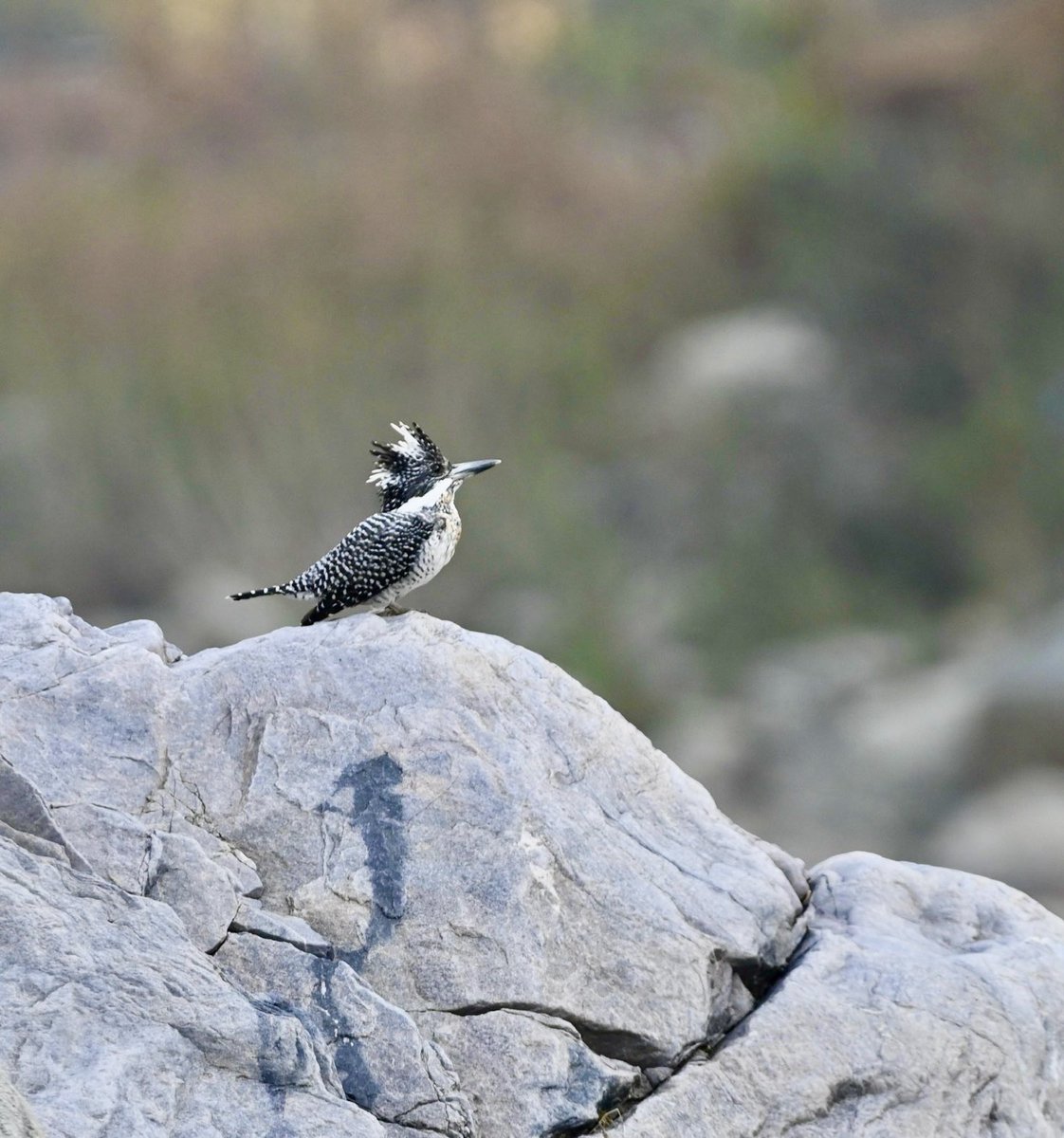 #1497 Crested Kingfisher A resident of the mountain streams!! #dailypic #IndiAves #TwitterNatureCommunity #birdwatching #ThePhotoHour #BBCWildlifePOTD #natgeoindia