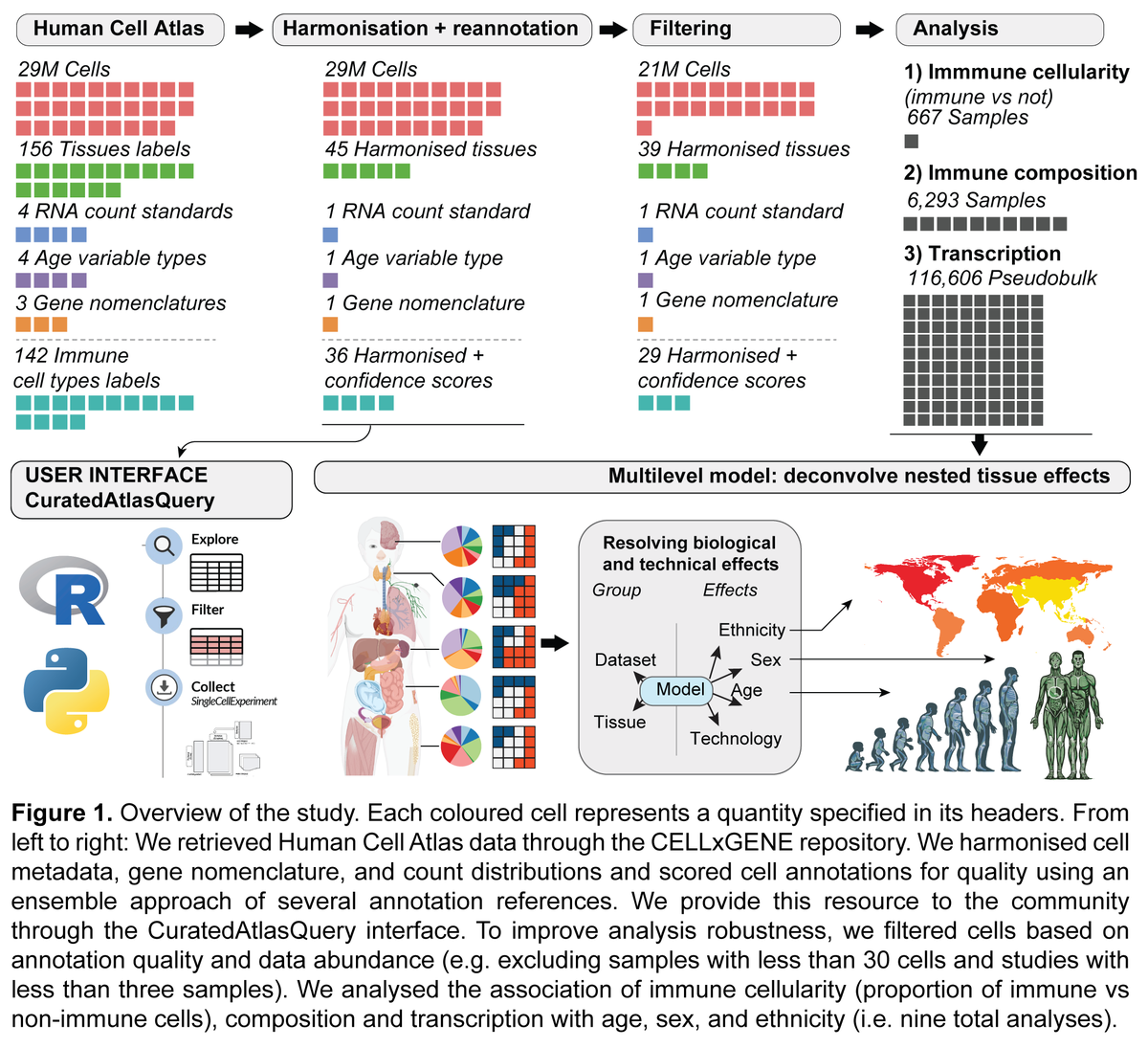 steman_research's tweet photo. 🌎👵⚤ Excited to share
Multi-organ map of the human immune system across age, sex and ethnicity

From 29M cells and 12K samples from @humancellatlas, tissue-specific #Ageing programs, sexual 
#dimorphism, #Ethnical diversity in #Immunotherapy targets

https://t.co/lomOEyy5ha https://t.co/9Pp1dy4eiK