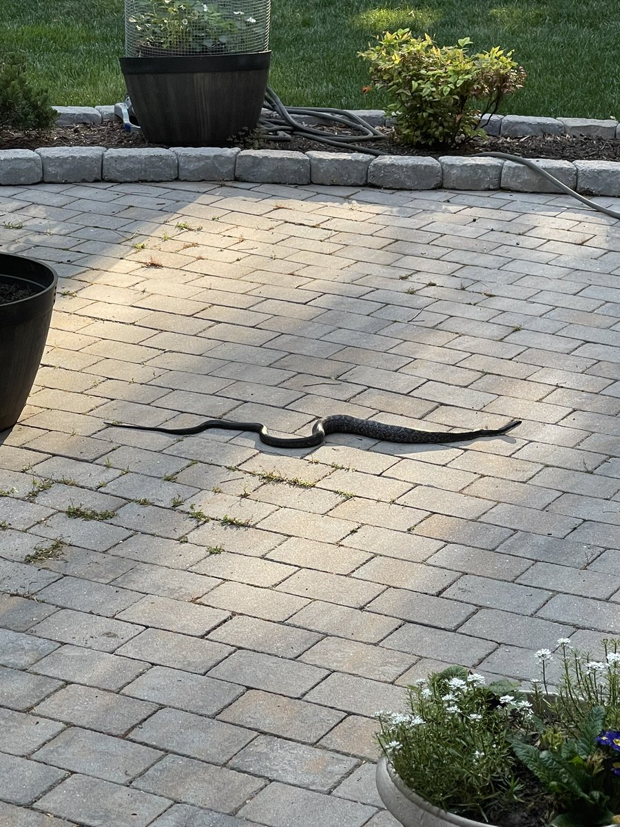Sara_Spills's tweet photo. Anyone know what type of snake this is? https://t.co/EFnryoRTVv