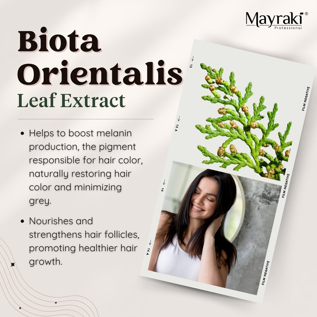 Did you know that Biota Orientalis Leaf Extract not only helps restore your natural hair color and reduce greys but also nourishes and strengthens hair follicles for healthier growth?

hairmayraki.com/anti-grey-hair…

#greyhair #hairofinstagram #hairoftheweek #biotaorientalisleafextract