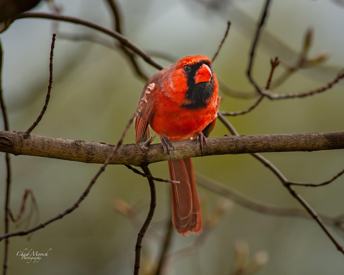 Northern cardinal. (Photo courtesy of Chad Morsch) #birdphotography #cardinals #willcounty