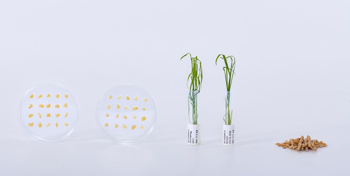 WIMI offers cost-effective services that surpass industry standards! 🌟 On par with global leaders in genetic transformation tech, we provide a shorter service cycle, a wide range of species, and competitive pricing. 
 #WIMIAdvantage 
#PlantResearch 
#AffordableInnovation 🌱💡🌿