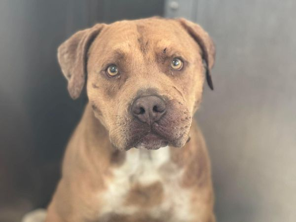 🆘🐶RESCUE ONLY TBK 4/29 Tank #A1211308 1 yrs He needs help overcoming behavioral issues. Adopt DASAdopt@dallas.gov. Foster DASFoster@dallas.gov. Rescue DASRescue@dallas.gov @DallasPetsAlive #Foster