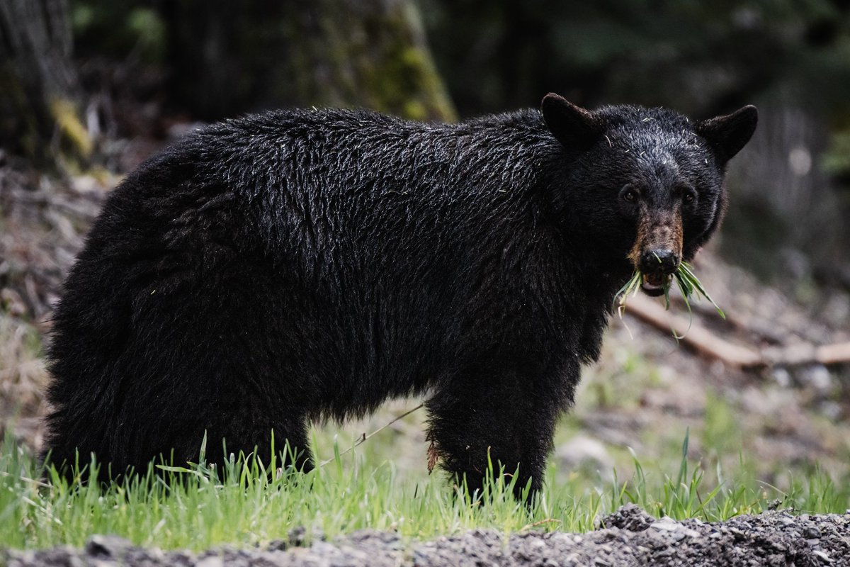 Beautiful black bear today in @GlacierNPS 

Shot on @NikonUSA Z9