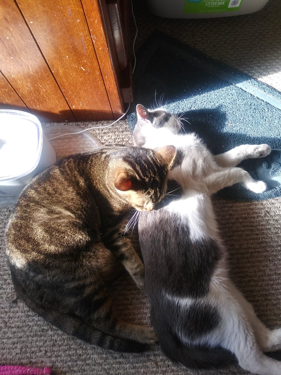 SeanFaust's tweet photo. FIP treatment day 81/84

Three more days to go.

#SundayMotivation #cats #CatsOfTwitter  #CatsAreFamily #CatsLover #CatsOnTwitter #CatRescue  #ilovecats #SaveOrion #catnap #FIPcats #buyitdontstreamit #music #altrock #grunge #90smusic

https://t.co/ZbD9sZ5D8m https://t.co/8oR41nHKkJ