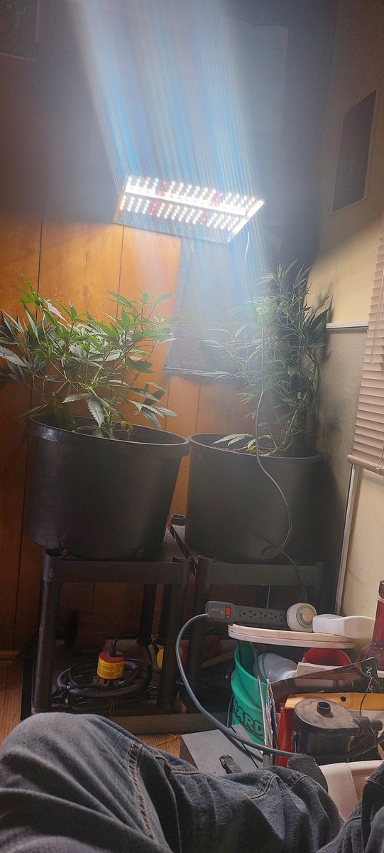 Watching your plants reach high for the light and understanding all the needs of Mary Jane in order to have her this happy 🫂💚🌎🥹🌿 #caretaker #nurturing #greenthumbs #gardening #highlife